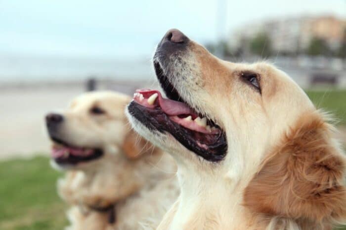 Golden Retriever - Canine Good Citizen Test - Looking up at trainer with Golden in background