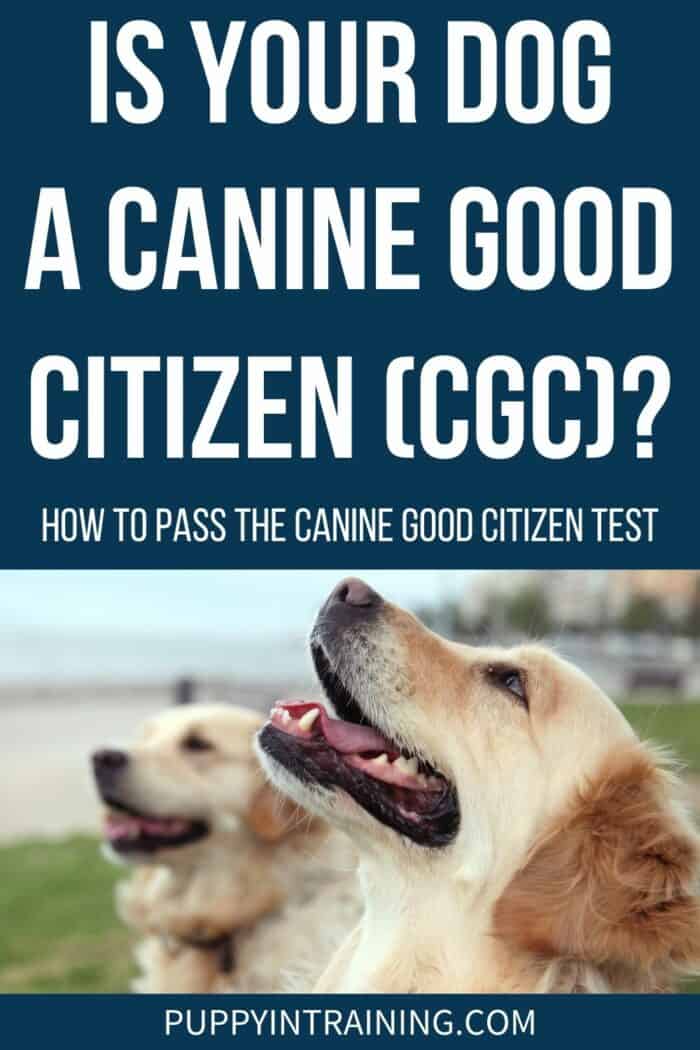 Is Your Dog A Canine Good Citizen (CGC)? - Golden Retriever looking up with Golden in the background