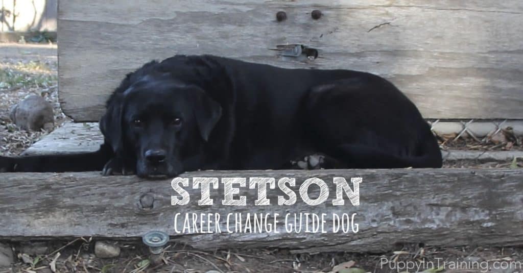 Stetson, career change guide dog