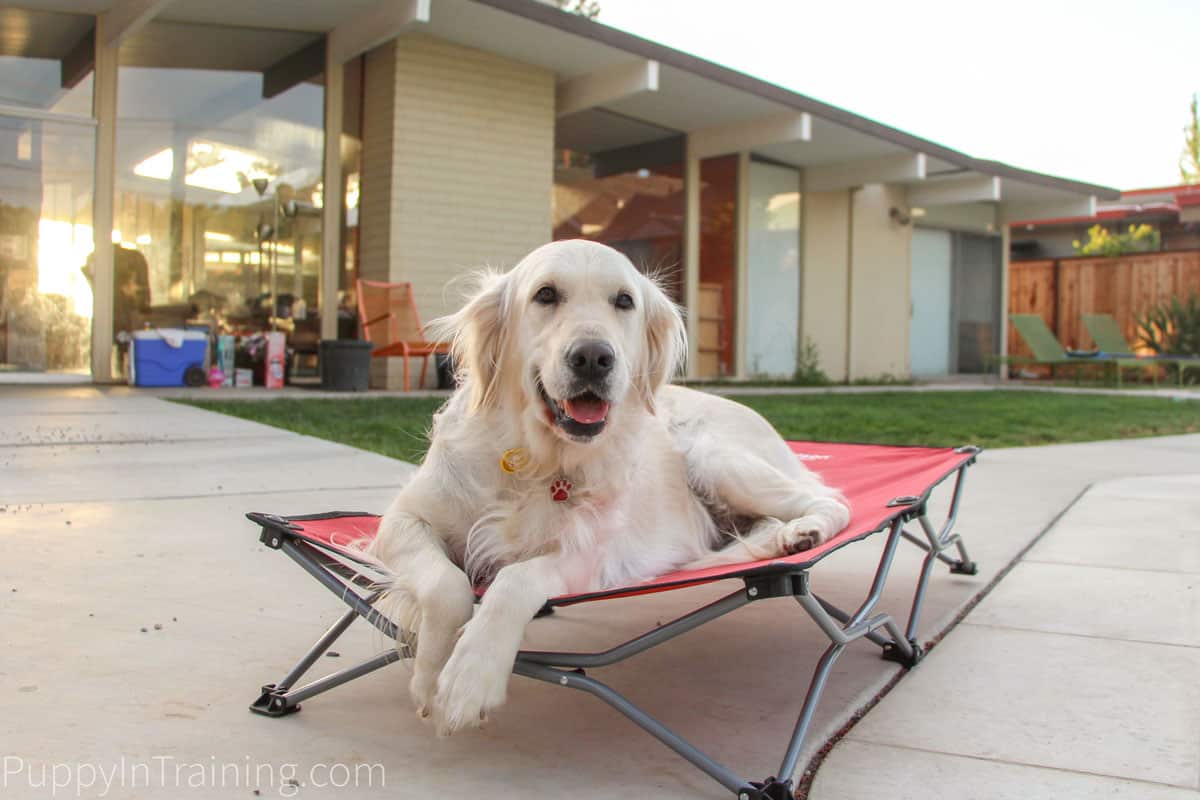 I'm hoping to see some cool new products at SuperZoo 2018 like our Carlson Portable Dog Cot.