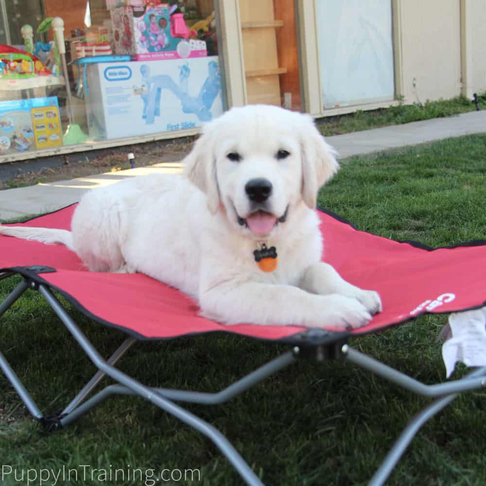 Carlson Portable Dog Bed Review