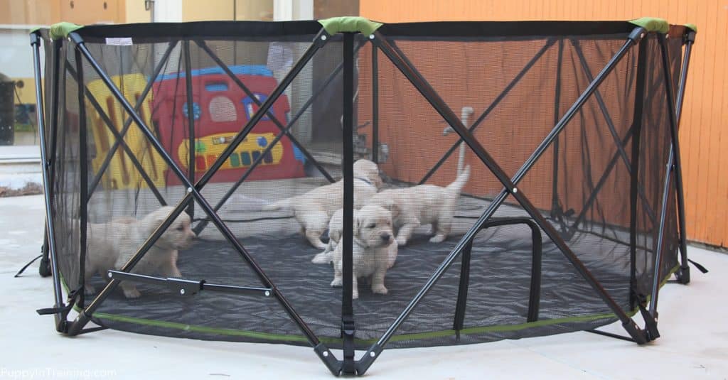 Carlson Portable Pet Pen + Puppies = Fun!