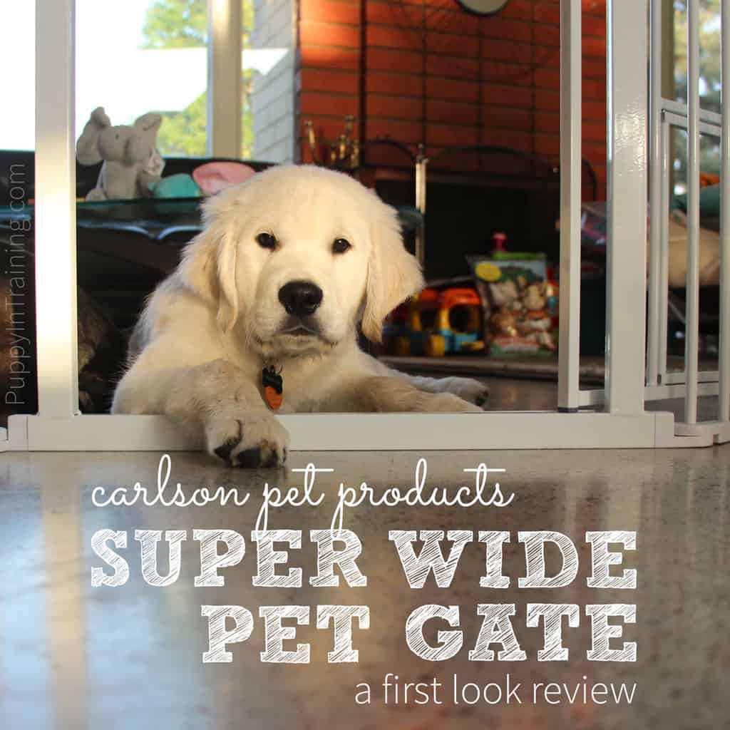 Carlson Super Wide Pet Gate Review. Our Golden puppy, Charlie's first look.