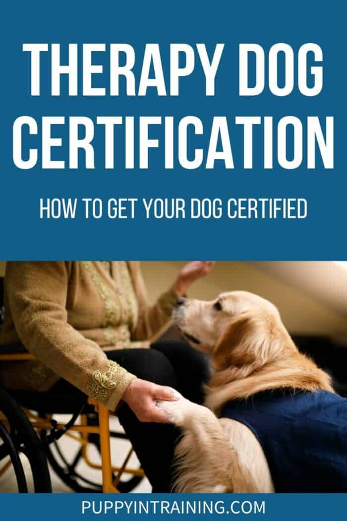 Therapy Dog Certification: How To Get Your Dog Certified - Golden Retriever in jacket giving paw. 