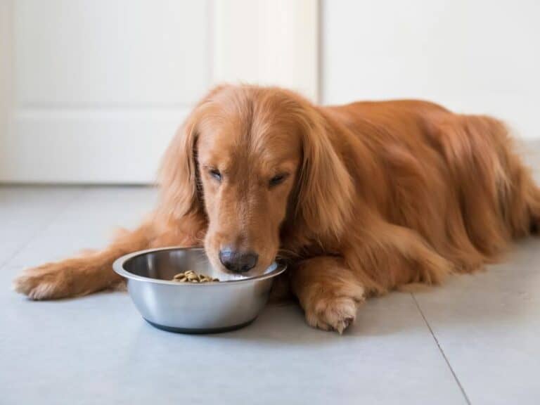 How To Boil Chicken For Dogs – Step-By-Step Guide