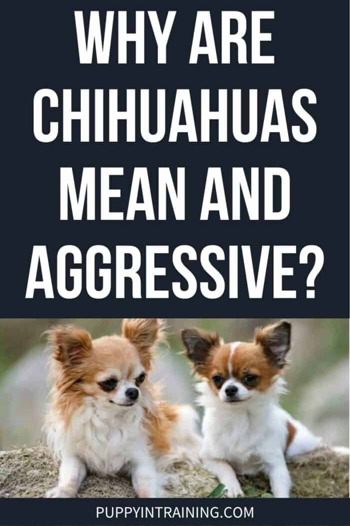 Why Are Chihuahuas Mean And Aggressive? - Two Chihuahua's down on the ground. - 