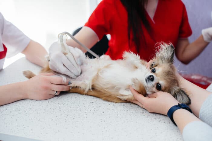 Chihuahua Pregnancy Stages - Chi on back at the vet office getting examined.