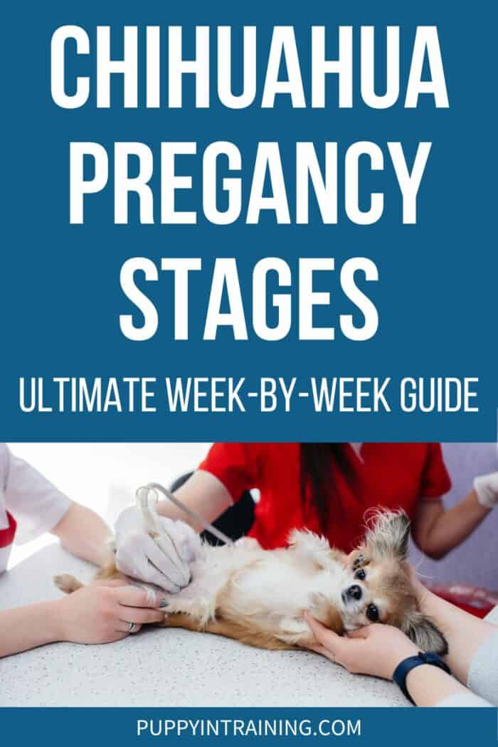 Chihuahua Pregnancy Stages A Week By Week Guide - pregnant long haired Chihuahua getting ultrasound at vets office.