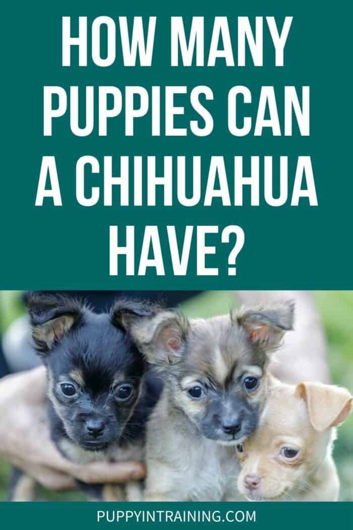 3 Chihuahua puppies