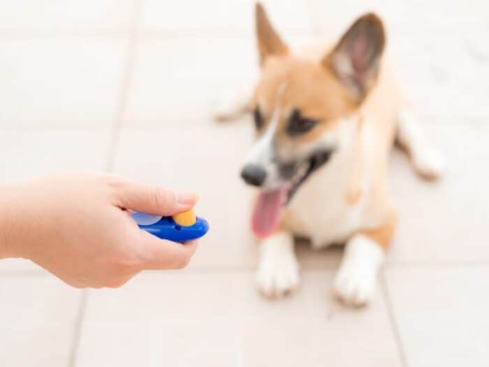 Corgi and Clicker