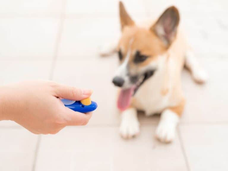 How To Train a Blind Dog with a Clicker