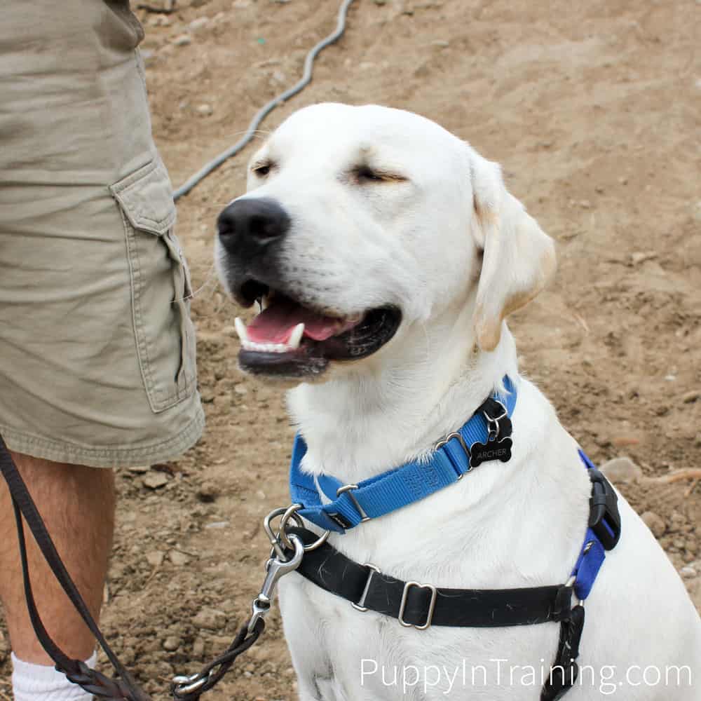 Archer in his Easy Walk Harness