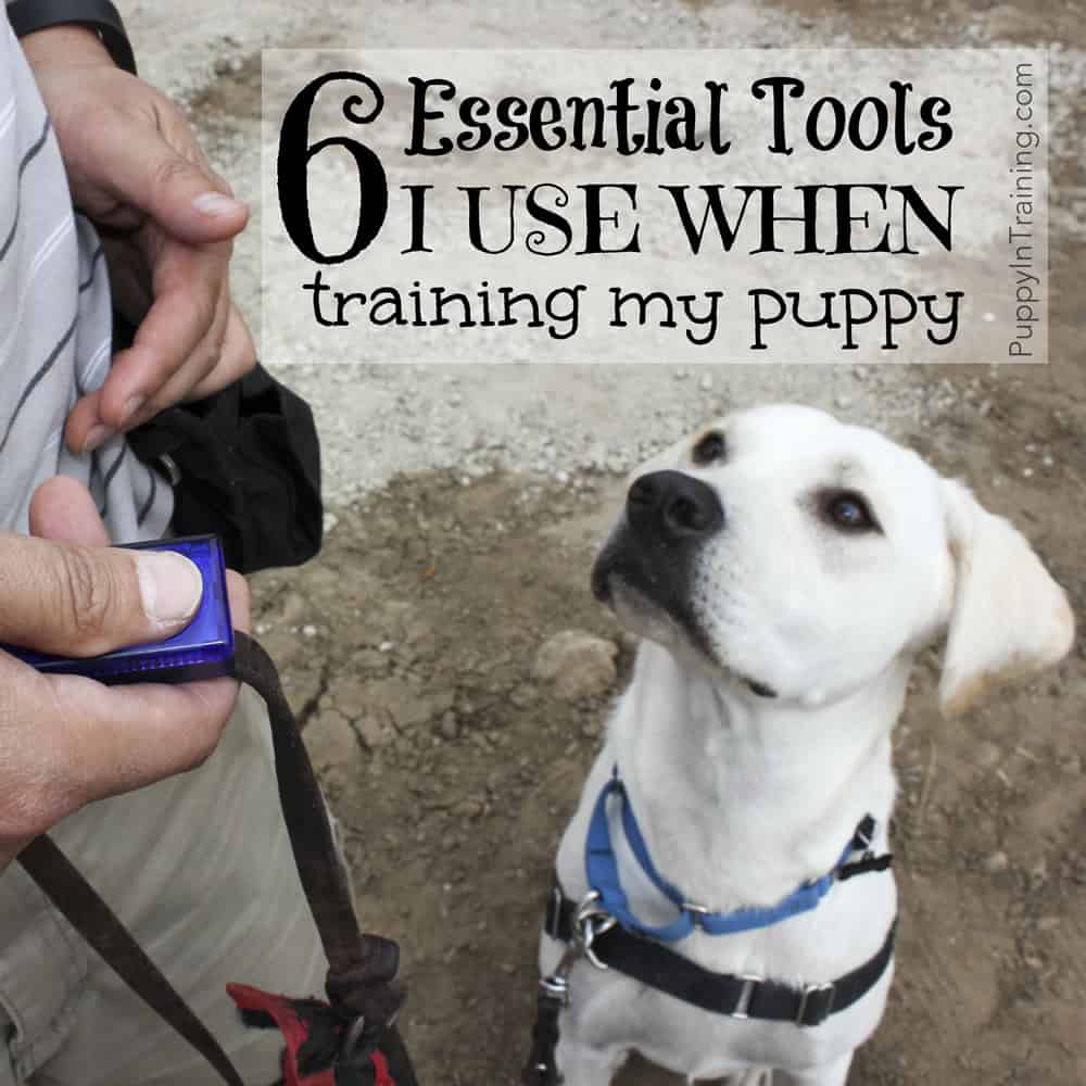 Tools I Use When Training My Pupppy