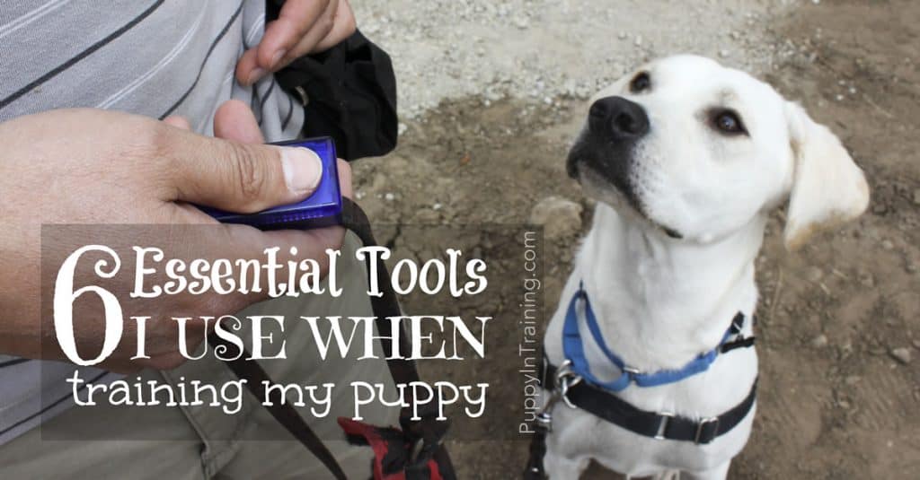 Tools I Use For Clicker Training My Puppy