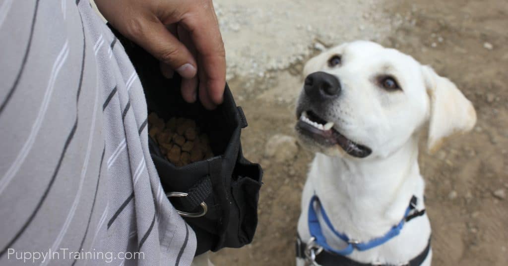 Another Essential Tool For Clicker Training Your Puppy