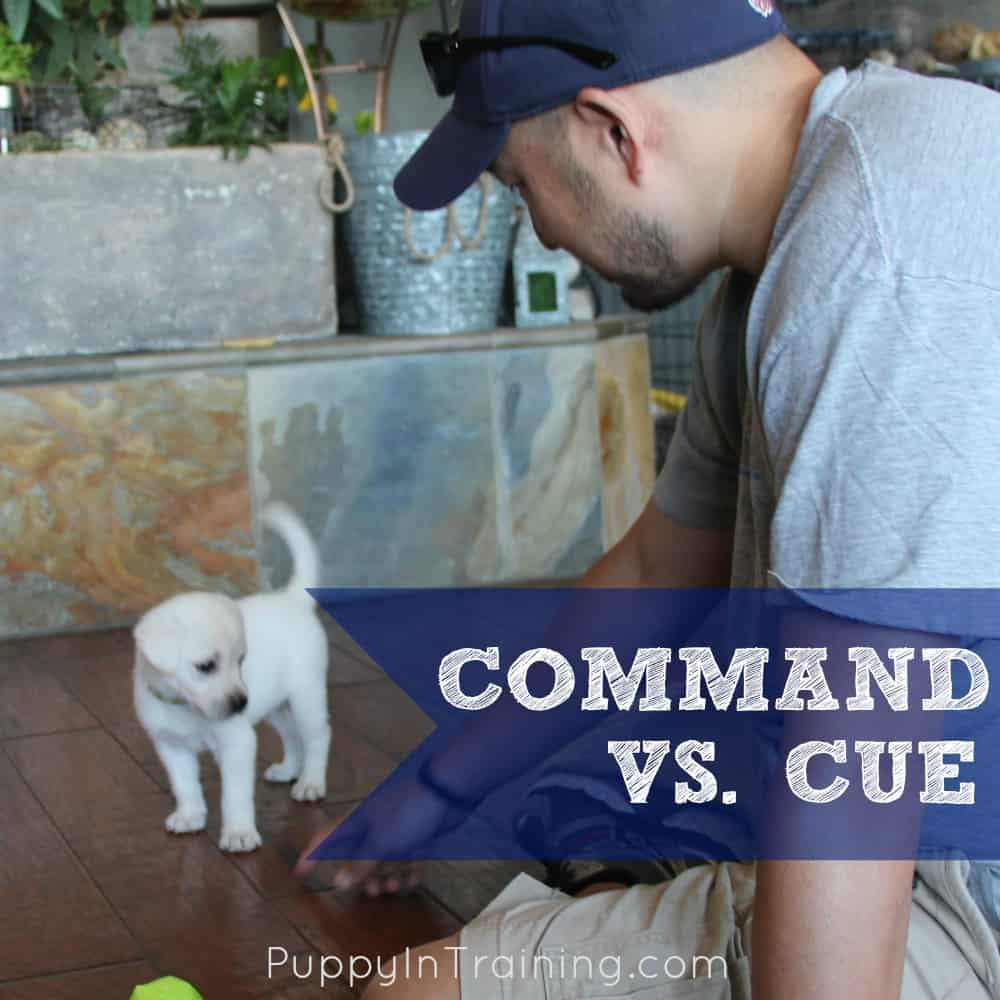 Command vs Cue