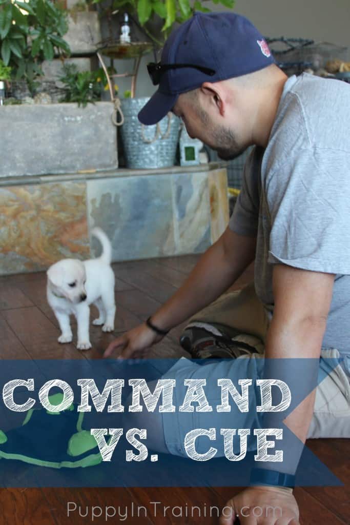 Command vs Cue