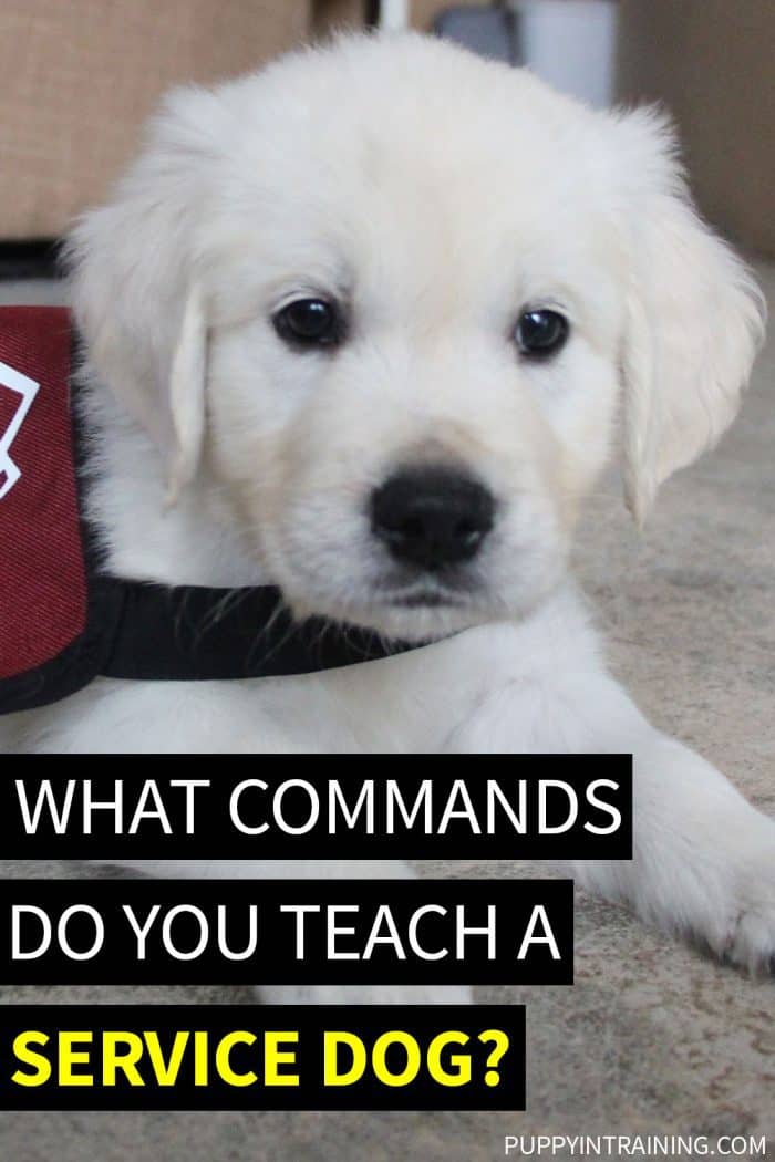 What Commands Do You Teach A Service Dog? - English Cream Golden Retriever puppy wearing a maroon service dog jacket