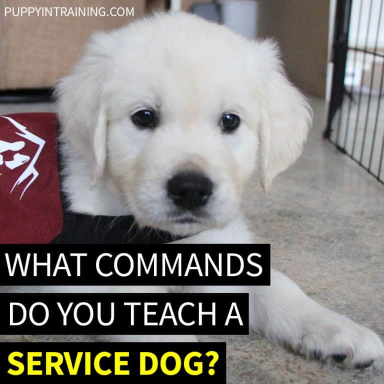 What Commands Do You Teach A Service Dog?