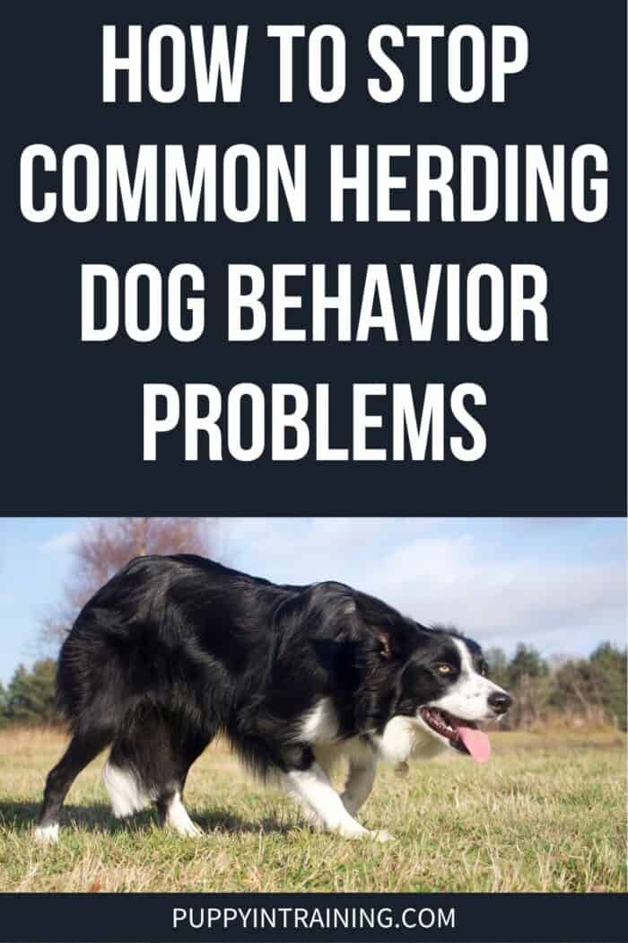 How To Stop Common Herding Dog Behavior Problems - Border Collie Creeping through the grass