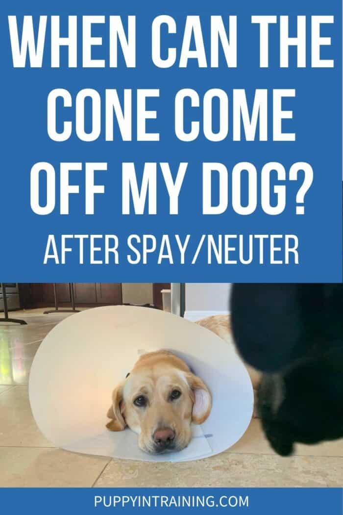 When Can The Cone Come Off My Dog? After Spay/Neuter