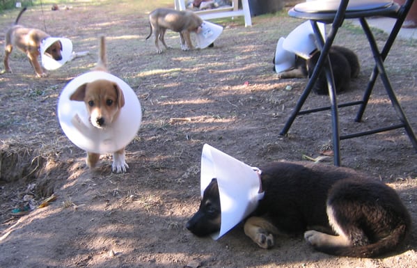 Puppy Coneheads