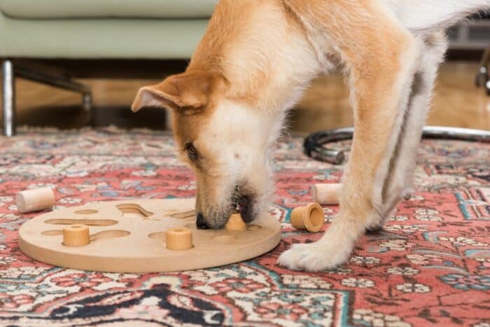 Cool Dog Games - dog playing with puzzle toy