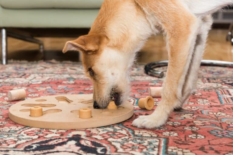 17 Cool Dog Games: Fun Activities For You And Your Pooch