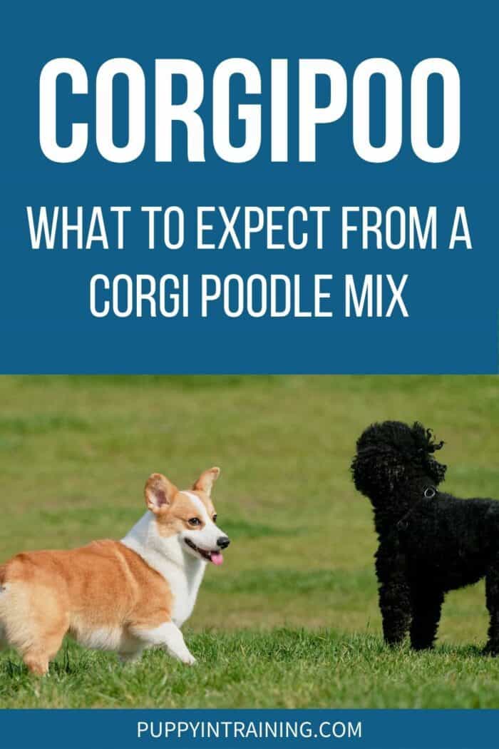 Corgipoo - What To Expect From A Corgi Poodle Mix - Corgi and Poodle playing in the grass.