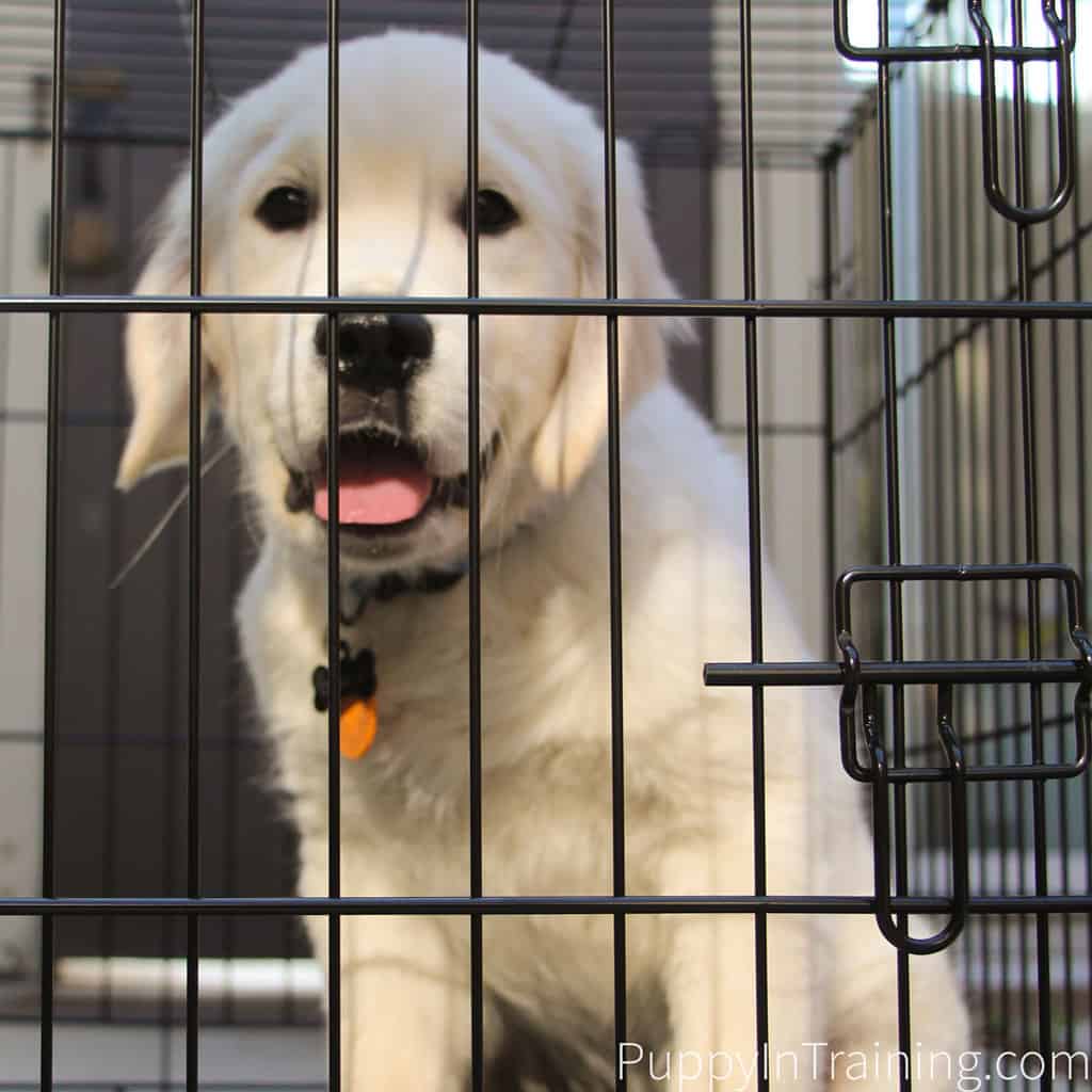 We like the metal wire dog crates for our puppies.