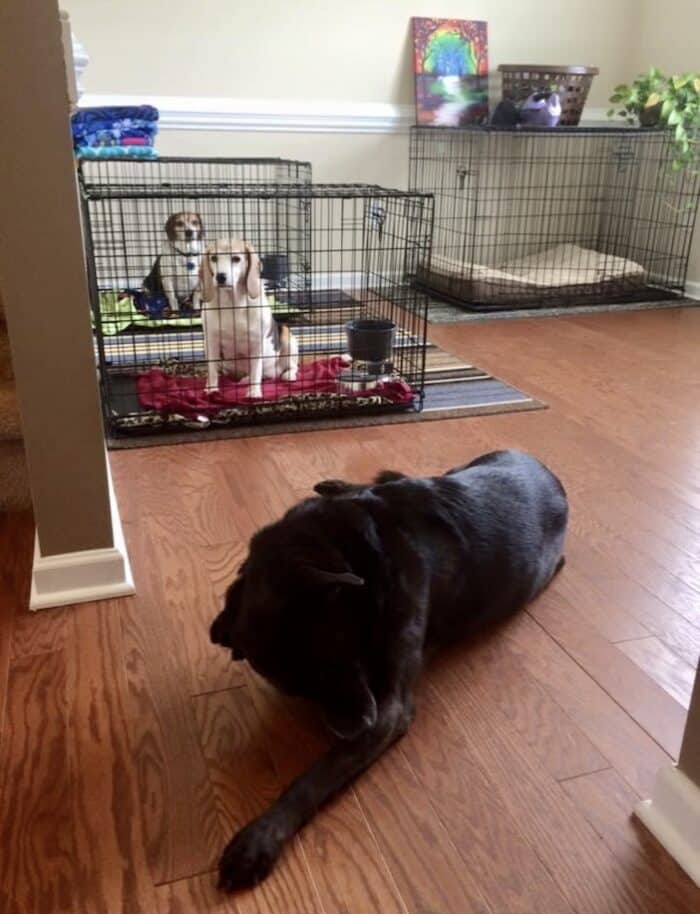 crate training beagles