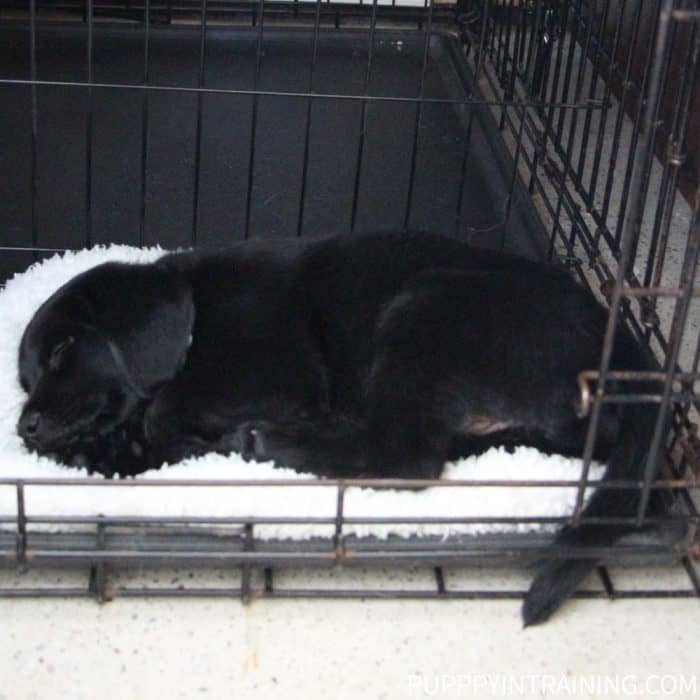 Black Lab puppy sleeps on white mat inside crate with door open