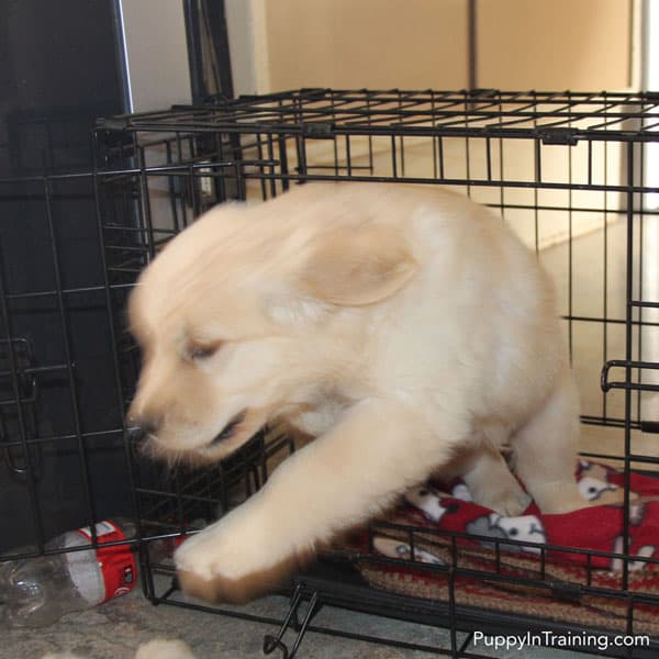 Crate Training your Golden Retriever puppy