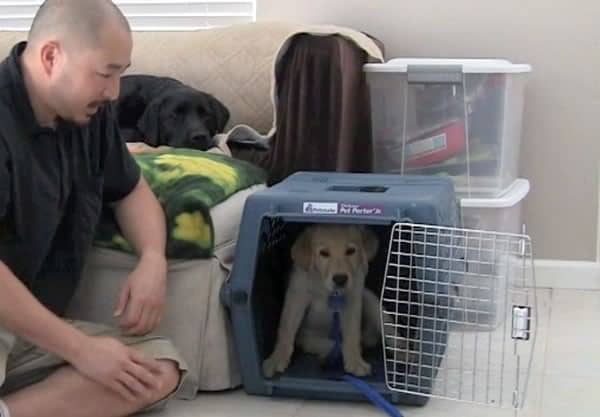 Yellow Lab puppy waits in plastic crate with door open.