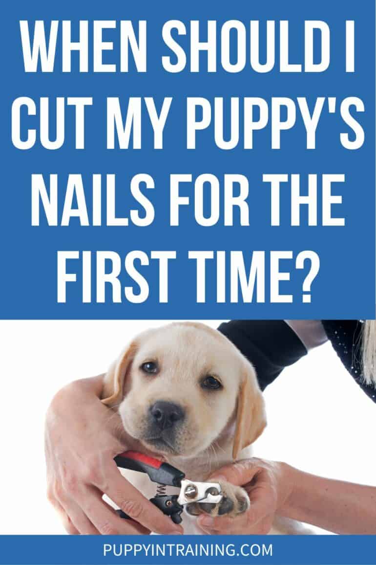 When Should I Cut My Puppy's Nails For The First Time? - yellow lab puppy getting nails cut