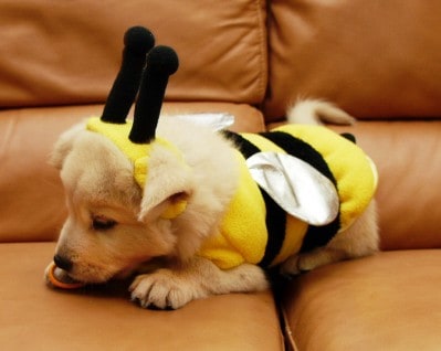 Cute Puppy Bumble Bee Dog Costume