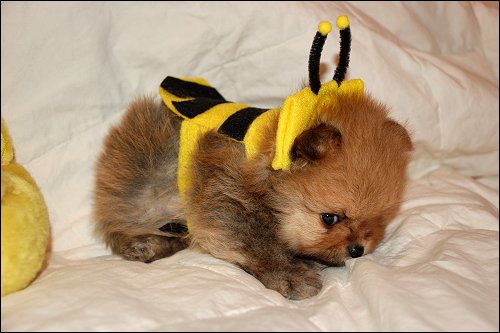 Is this the cutest little bumble bee dog costume ever?