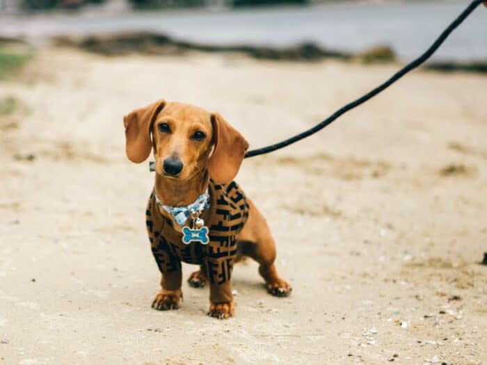 Doxie on leash