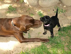 Black And Tan Lab Puppy