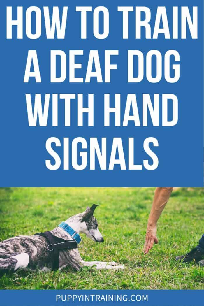 How To Train A Deaf Dog With Hand Signals - dog in down stay staring at hand