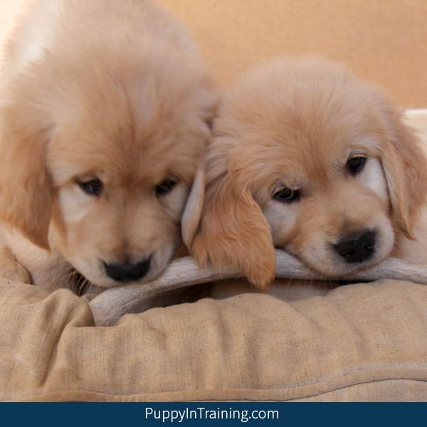 Two Pups' debating...Are Deer Antlers A Good Chew?