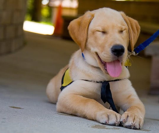 Derby Puppy Obedience Training