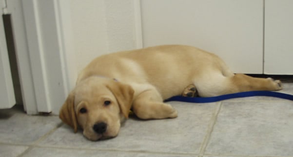 Yellow Lab puppy resting on tile floor.