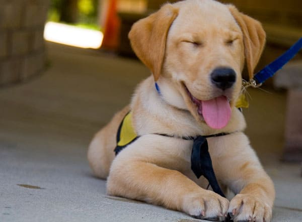 Derby Guide Dog Puppy In Training