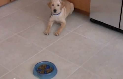 Derby And His Slow Feeder Dog Bowl