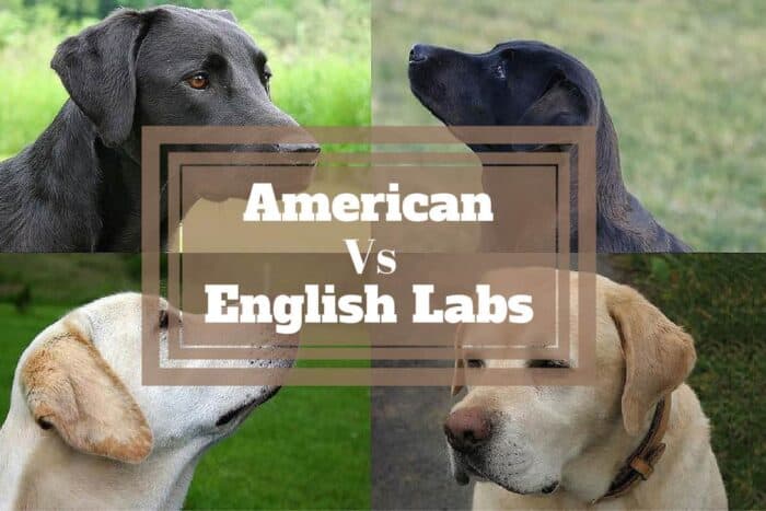 Difference between American and English Labradors