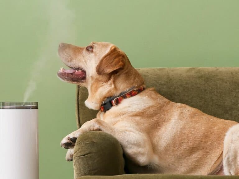 How Do You Use Eucalyptus Oil For Dogs?