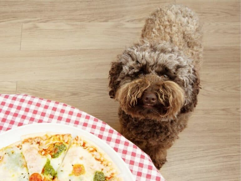 Dog wants pizza!