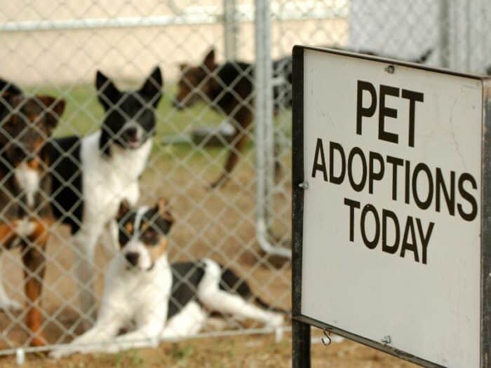 Dogs For Adoption NL, Canada - Sign says Pet Adoptions Today with dogs behind a fence in background