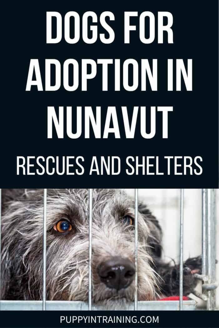 Dogs For Adoption In Nunavut - Rescues and Shelters - dog lying down in cage.